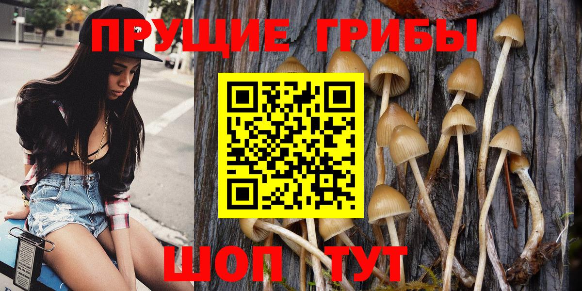 Хасавюрт  Псилоцибиновые грибы Psilocybe  Вход с VPN 